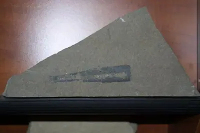 A fossil visible in the cut limestone at the Ebel Quarries showroom