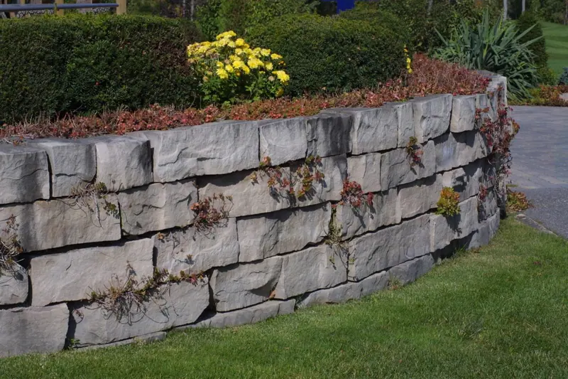 Dry laid limestone raised flower bed wall with planting spilling from the joints